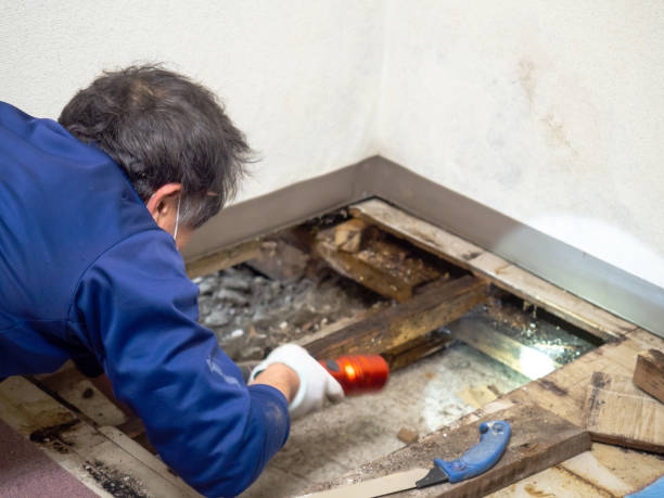 Reliable Del Monte Forest, CA Mold Removal Solutions