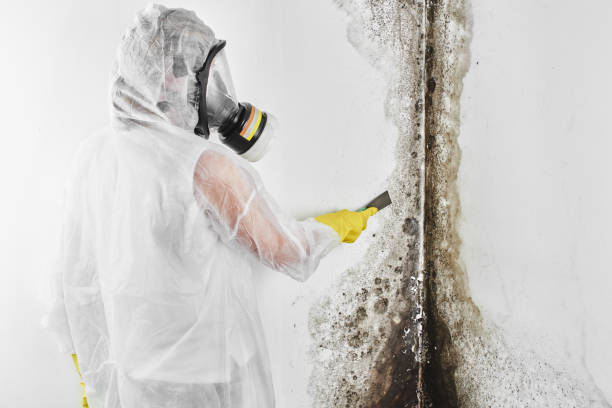 Crawl Space Mold Removal in Del Monte Forest, CA