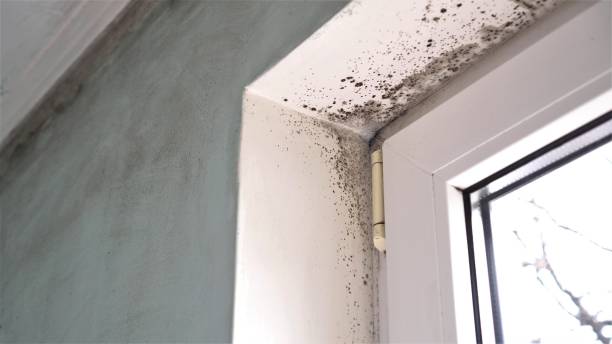 Best Black Mold Removal  in Del Monte Forest, CA