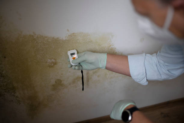 Best Mold Removal Near Me  in Del Monte Forest, CA
