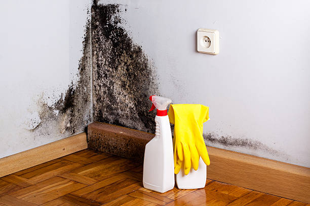 Best Commercial Mold Removal  in Del Monte Forest, CA