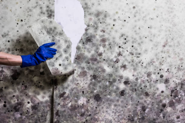 Best Mold Cleaning Services  in Del Monte Forest, CA