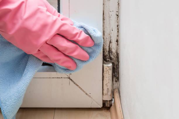 Best Affordable Mold Removal  in Del Monte Forest, CA
